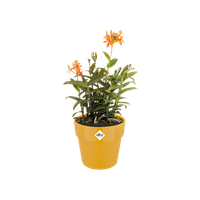 b.for original round wheels 35cm ochre